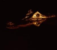 Alligator Alligator
