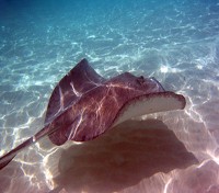 Ray Snorkeling