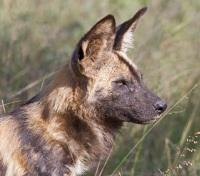 Wild Dog in Madikwe