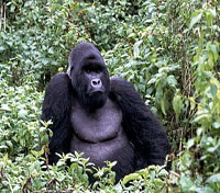 Mountain Gorillas