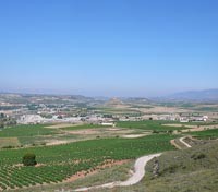 La Rioja Vineyard 