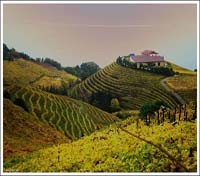 Txacoli Vineyards Txacoli Vineyards