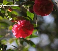 Magnolia Plantation 