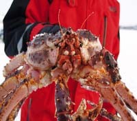 King Crab King Crab