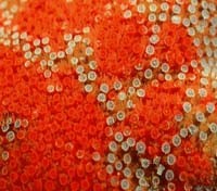Red corals