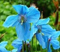 Blue Himalayan Poppy at Royal Botanic Gardens