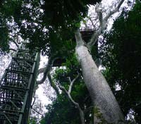 canopy tower 