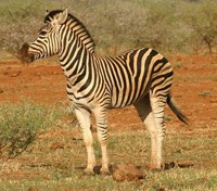 Zebra in the Madikwe Game Reserve