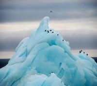Mighty Icebergs