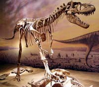 Albertosaurus at the Royal Tyrrell Museum