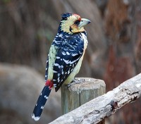Crested Barbet in the Madikwe Game Reserve