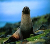 The Antarctic Fur Seal The Antarctic Fur Seal