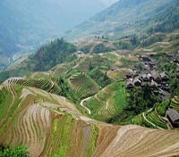 rice terraces of the Longsheng rice terraces of the Longsheng