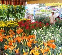 Da Lat Flower Market.  