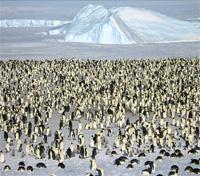 Emperor Penguin Colony