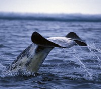 Narwhal