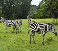 Africa Mia's Zebras Africa Mia's Zebras