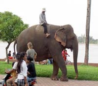 Elephant on Sisowath Quay Elephant on Sisowath Quay
