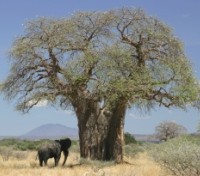 Baobab tree Baobab tree