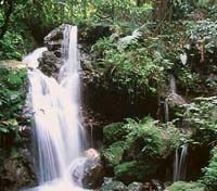 Bwindi Forest