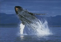 Baleine of the Tadoussac
