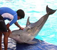Swimming with dolphins in Cancun Swimming with dolphins in Cancun