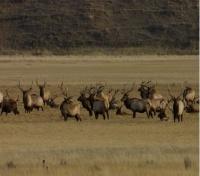 Bull Elk Herd