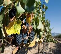Wine Tour