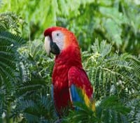 Amazonian fauna 