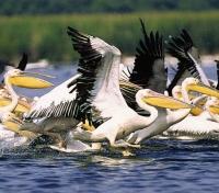 Danube Pelicans