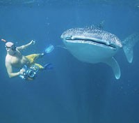 Whale shark