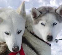 Dogsledding & Snowshoe to Alexander Falls