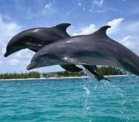 Dolphins at Chilika Lake