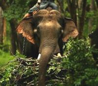 Climb aboard the best Tiger viewing vehicle!