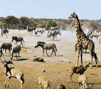 Etosha