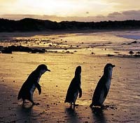 Penguin Parade