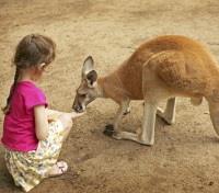 Child Feeding a Kangaroo
