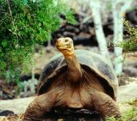 Giant Tortoise