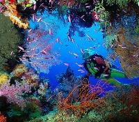 Flamingo Bay