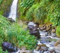 Rainforest Grand Etang