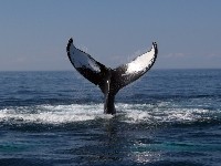 Orca Breaching