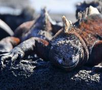 Iguana