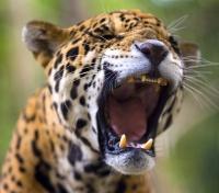 Jaguar in Ballum Na