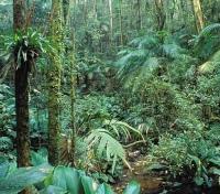 Mahua Kothi Nature Walks
