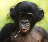 Bonobo Chimpanzee Bonobo Chimpanzee