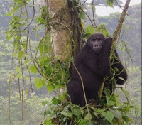 Kahuzi-Biega Park Gorilla Kahuzi-Biega Park Gorilla