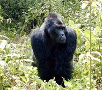 Mountain Gorilla Mountain Gorilla