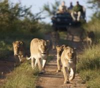 Afternoon Game Drive