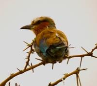 King Fisher King Fisher