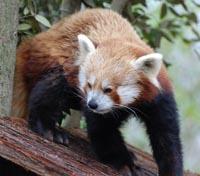 London Zoo local